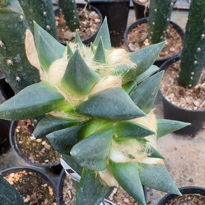 无花朵907双头龙牙牡丹