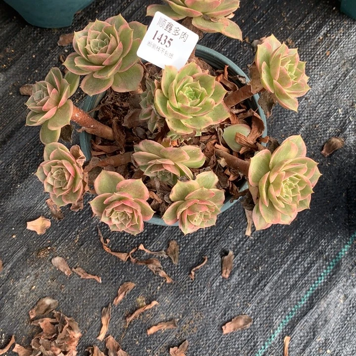 1435，莲花座多肉植物特价