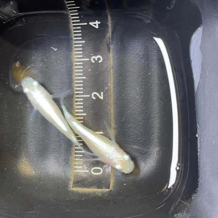 青鳉鱼4号拍品白珍珠一组