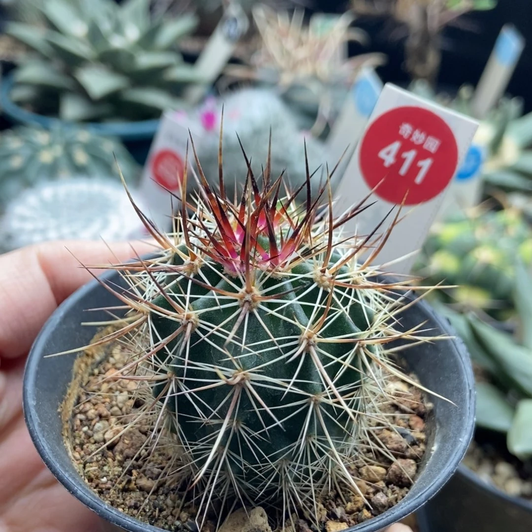 实生狂刺林氏幻虾一棵3.8cm