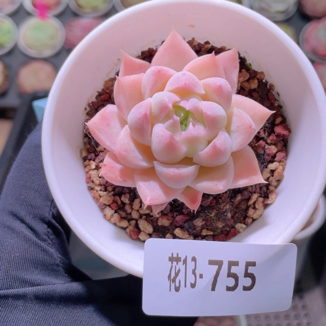 花利美13-755女王玫瑰