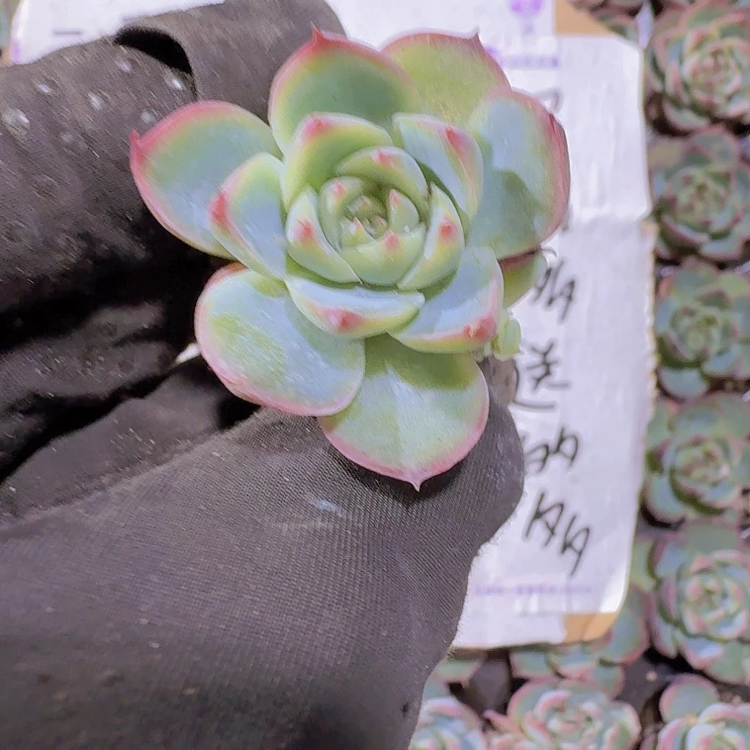 精品粉水晶两颗一组