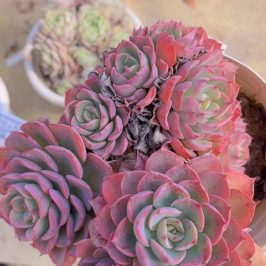 【闪购商品】雨滴06195