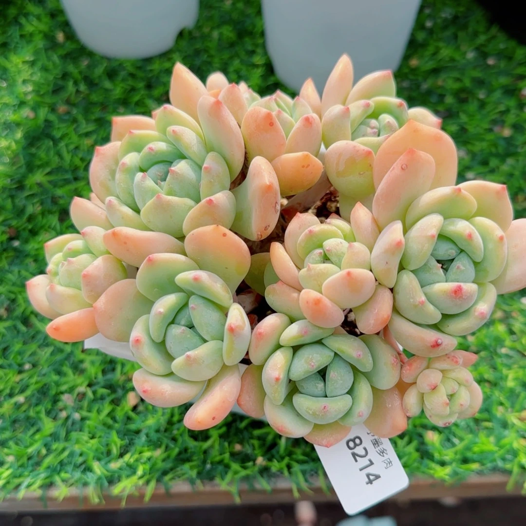 望舒无砍，8214多肉植物