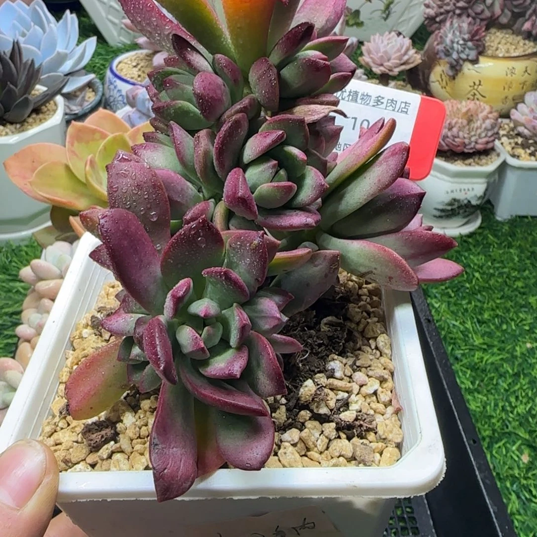 解忧多肉植物编号10