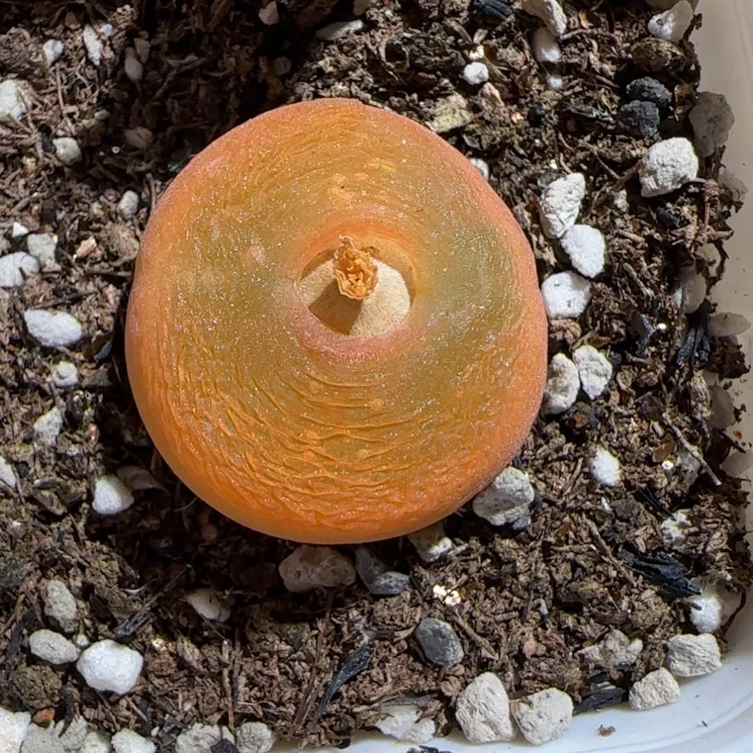 肉锥多肉植物组合-优选水蜜桃母本1165