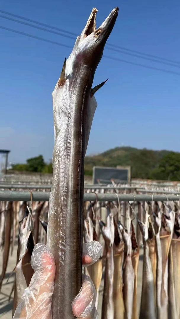 舟山风鳗筒海鳗鱼鳗鲞微咸新鲜海鲜水产自晒干货 6成干