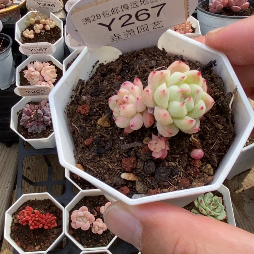 0267 冰山 3.5cm 双头