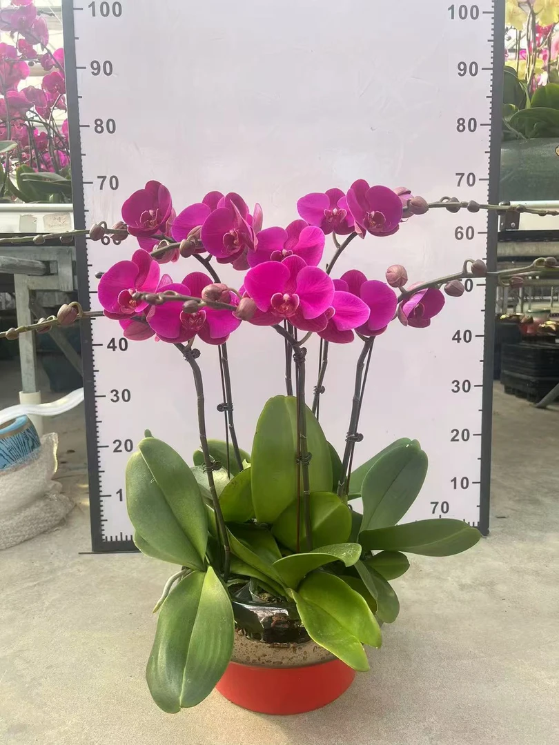 蝴蝶兰《大辣椒》喜庆 年宵花爆款 新鲜绿植