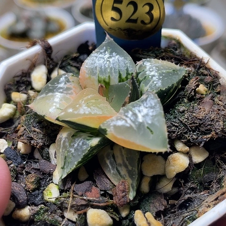 山***花523丸叶酒吞锦特选福利