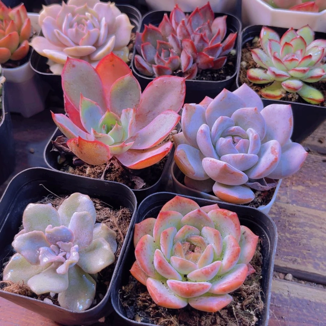 赫拉 白饺子皮 粉恋 白茶