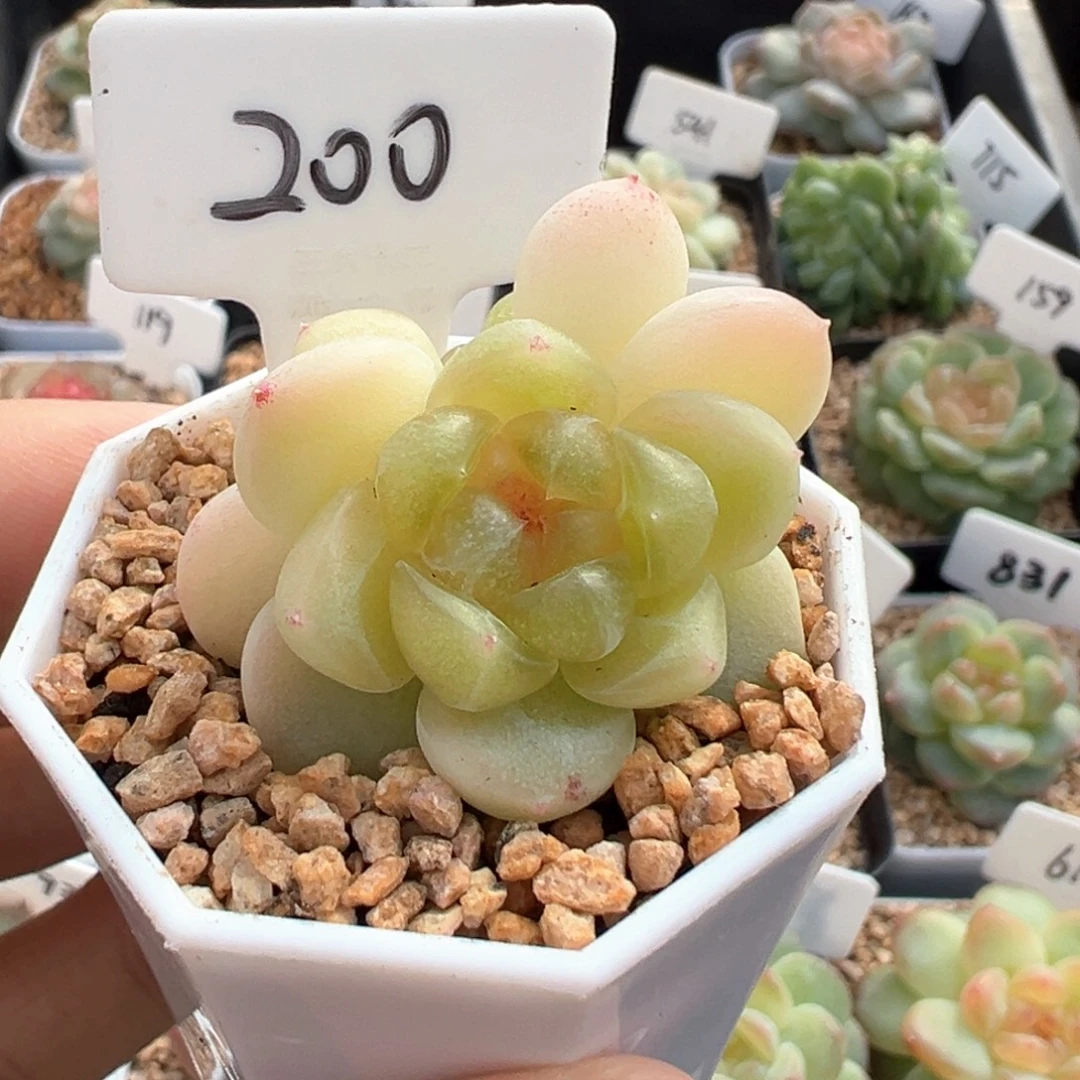 200号财富密码现金