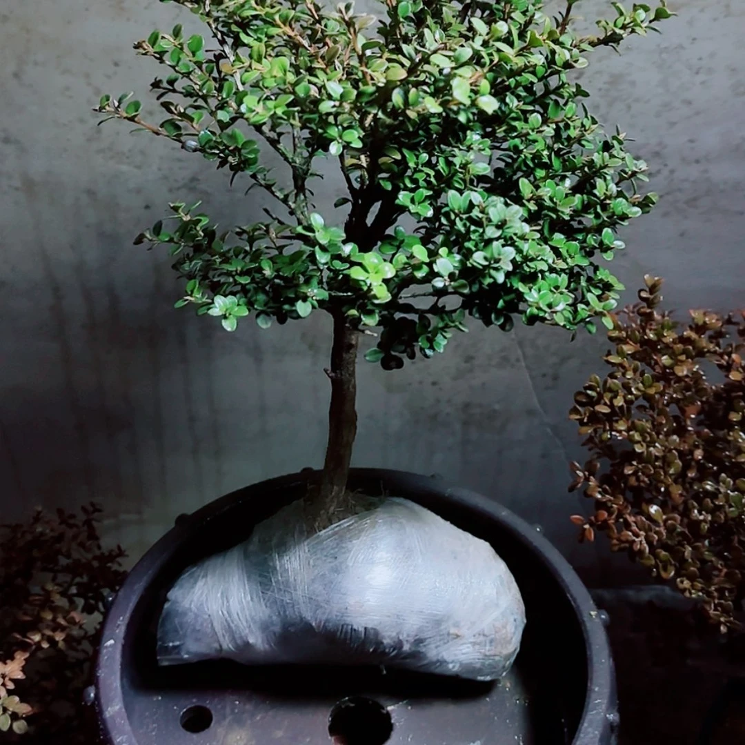 完全开放珍珠黄杨