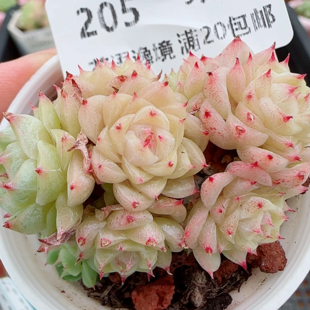 花语逸镜1007-20散