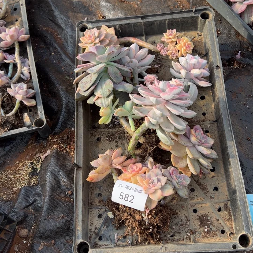 582紫乐锦老桩多肉