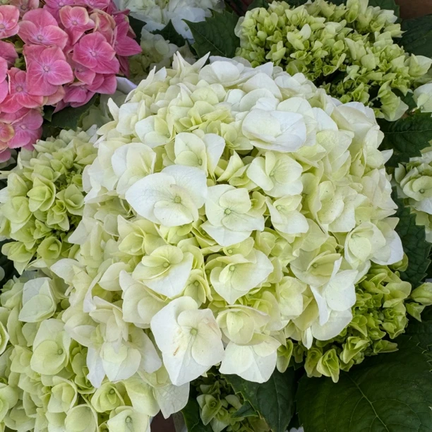 大花绣球 白雪公主盆栽花苗直立大花形耐热耐寒