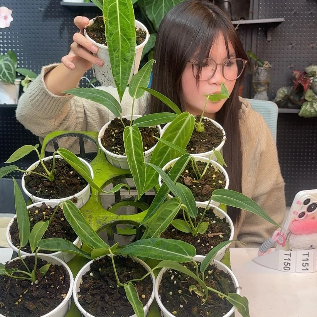 完全开放随机发货火鹤后花烛