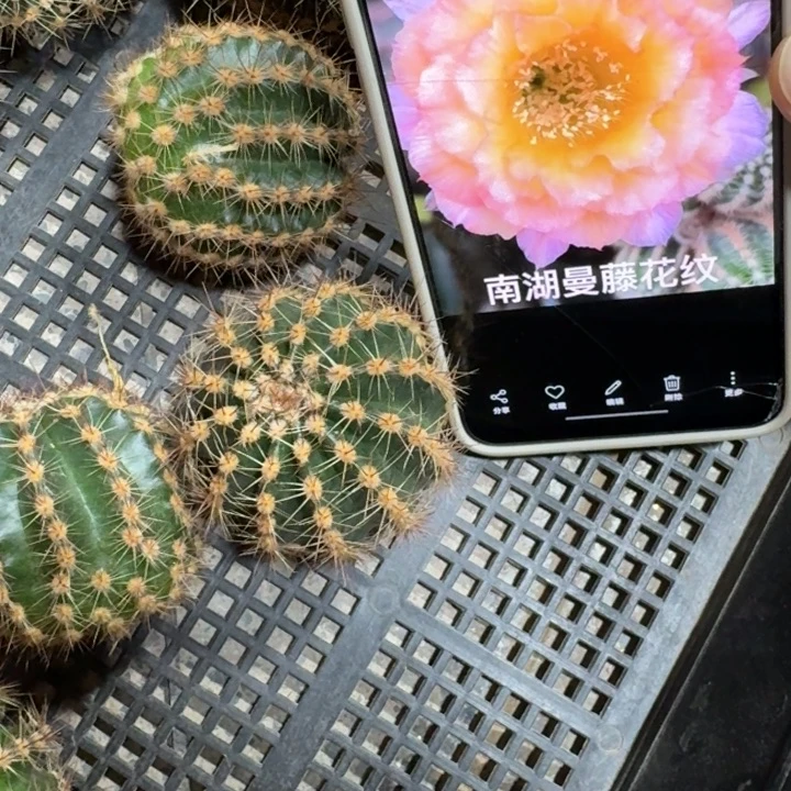 211彩草花纹歪4公分左右无根侧牙，20包邮