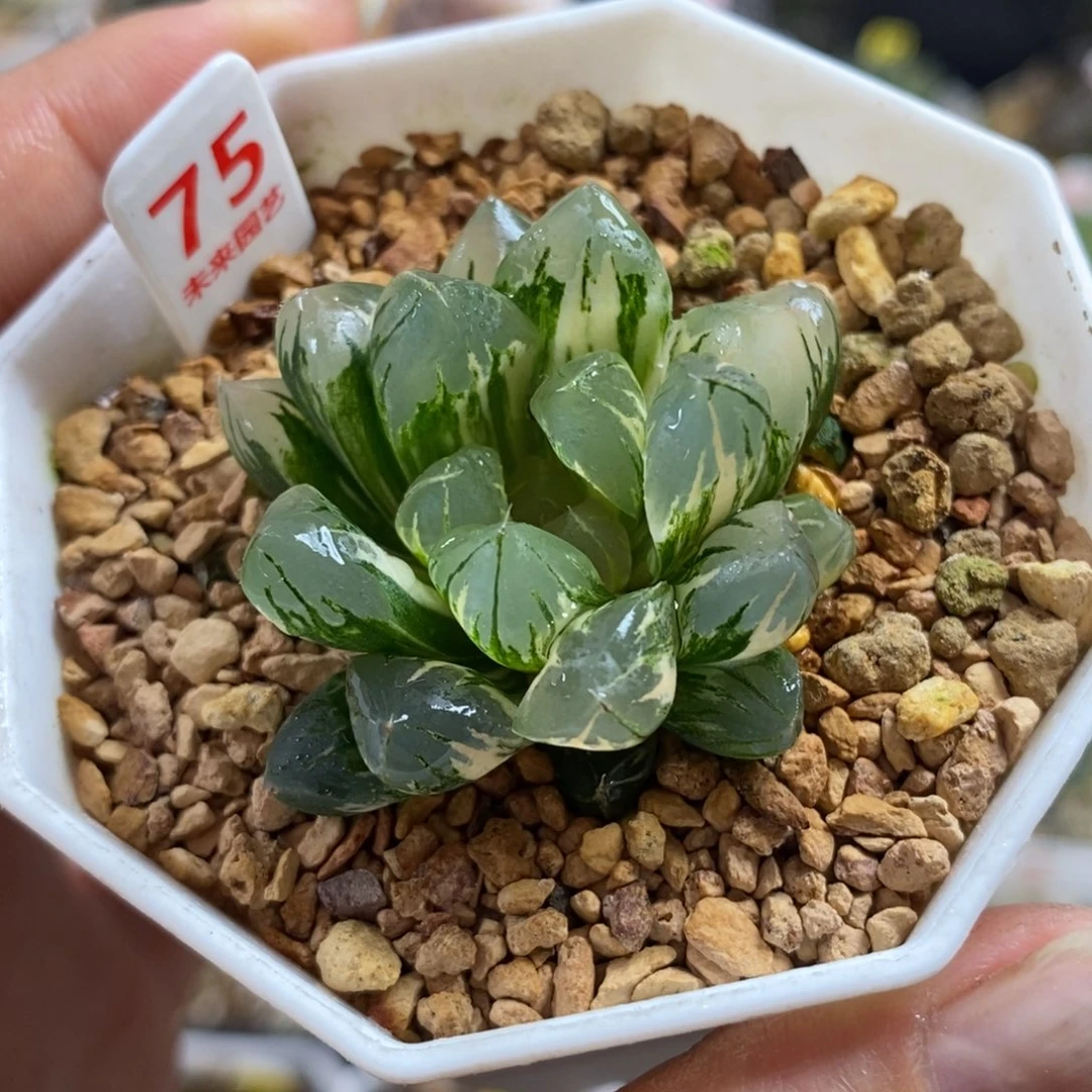 75北极之光玉露锦