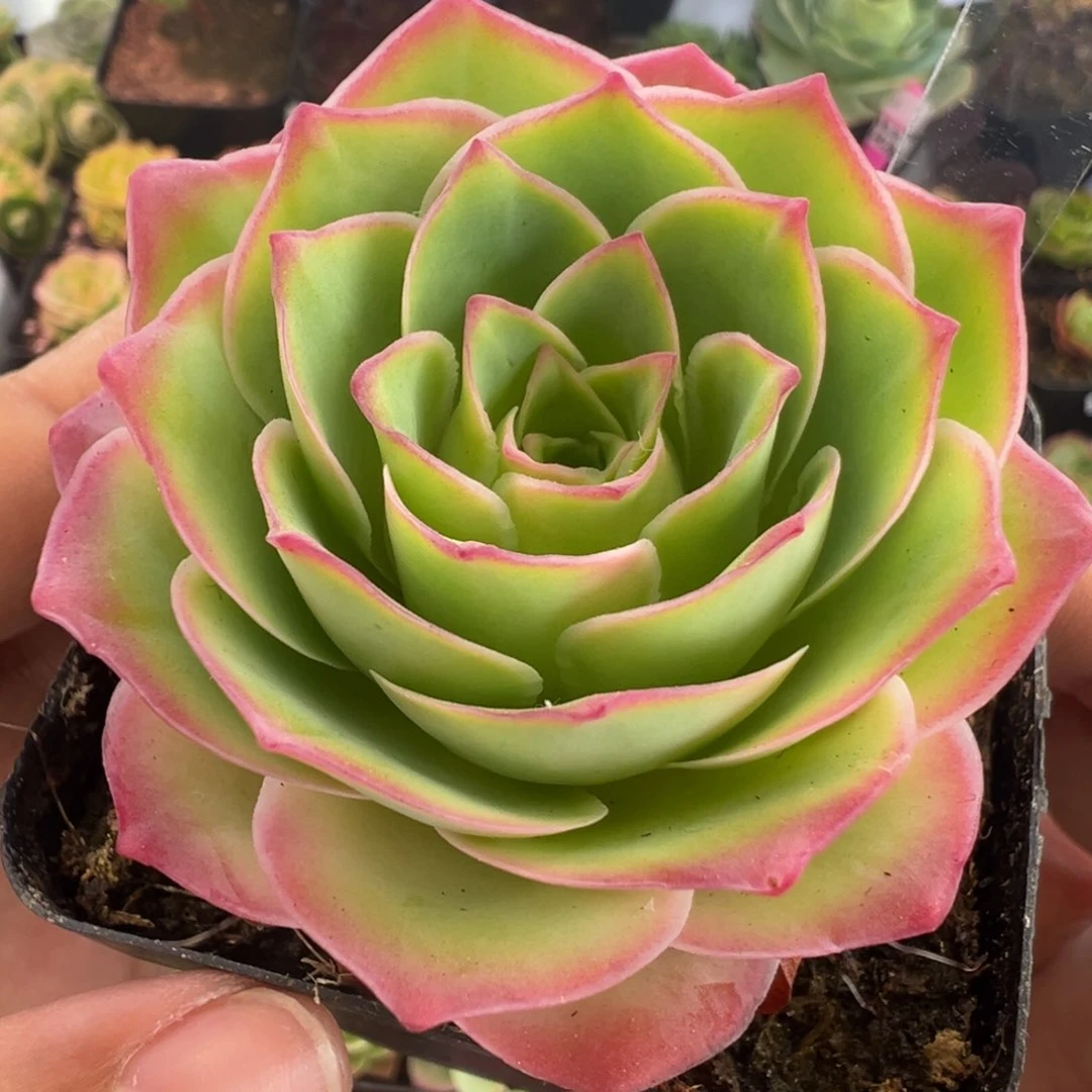 L13半城玫瑰魅影