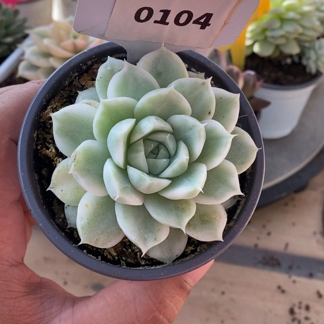 0104麦秆哈哈哈哈哈