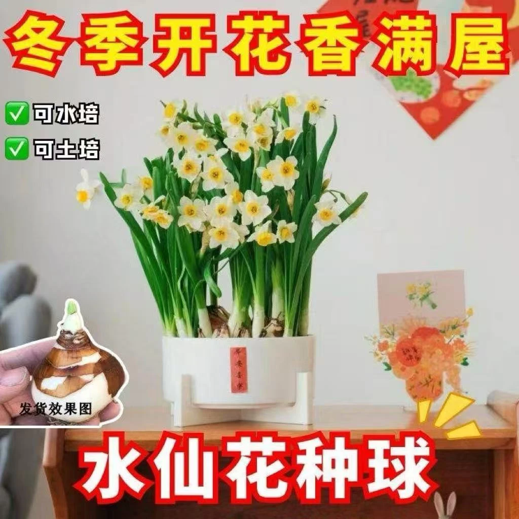 【冬季开花】水仙花种球耐寒水球根花卉土培年宵花室内外好香雪兰