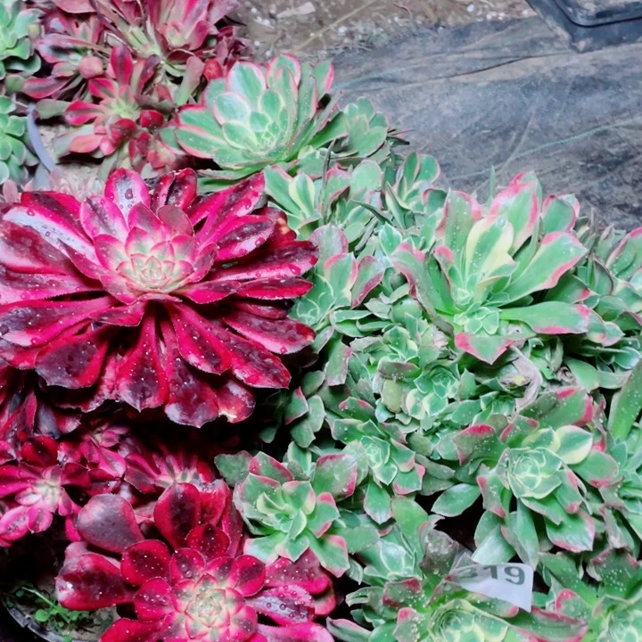 多肉植物组合319