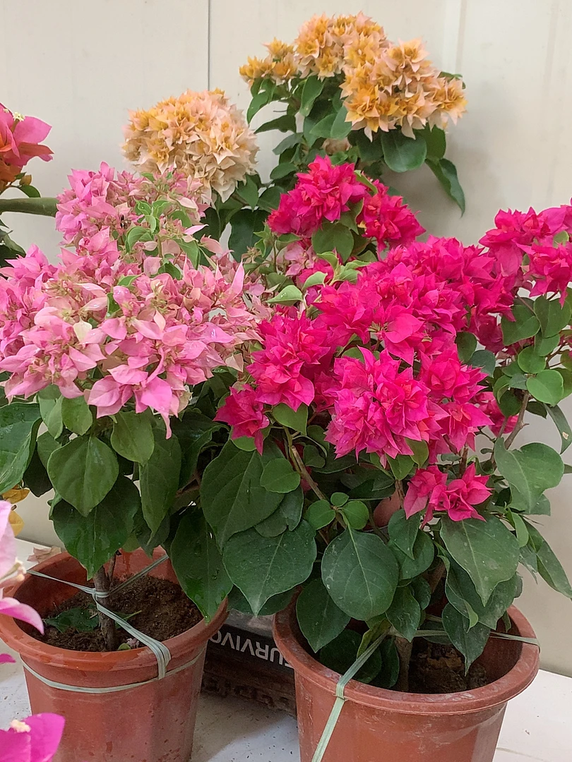 重瓣三色多色奇花组合四季勤花三角梅绿植