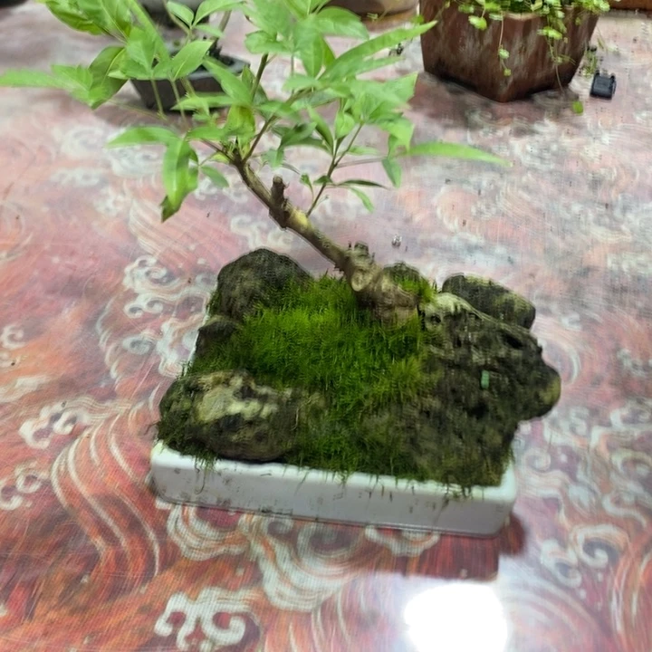M*退款拉黑一物一拍315