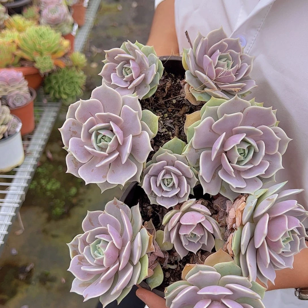 两盆露娜莲 三头起发