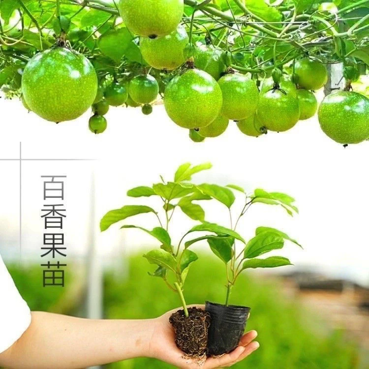 9号百香果嫁接苗四季爬藤当年结果南北方可种植