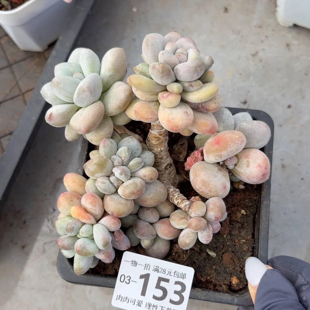 石化香水无盆土发货呀