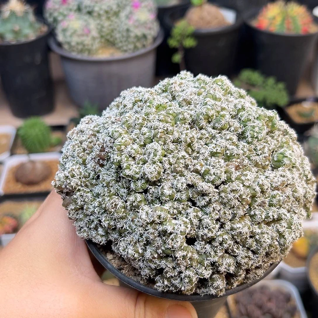 娇丽石化群一颗一颗