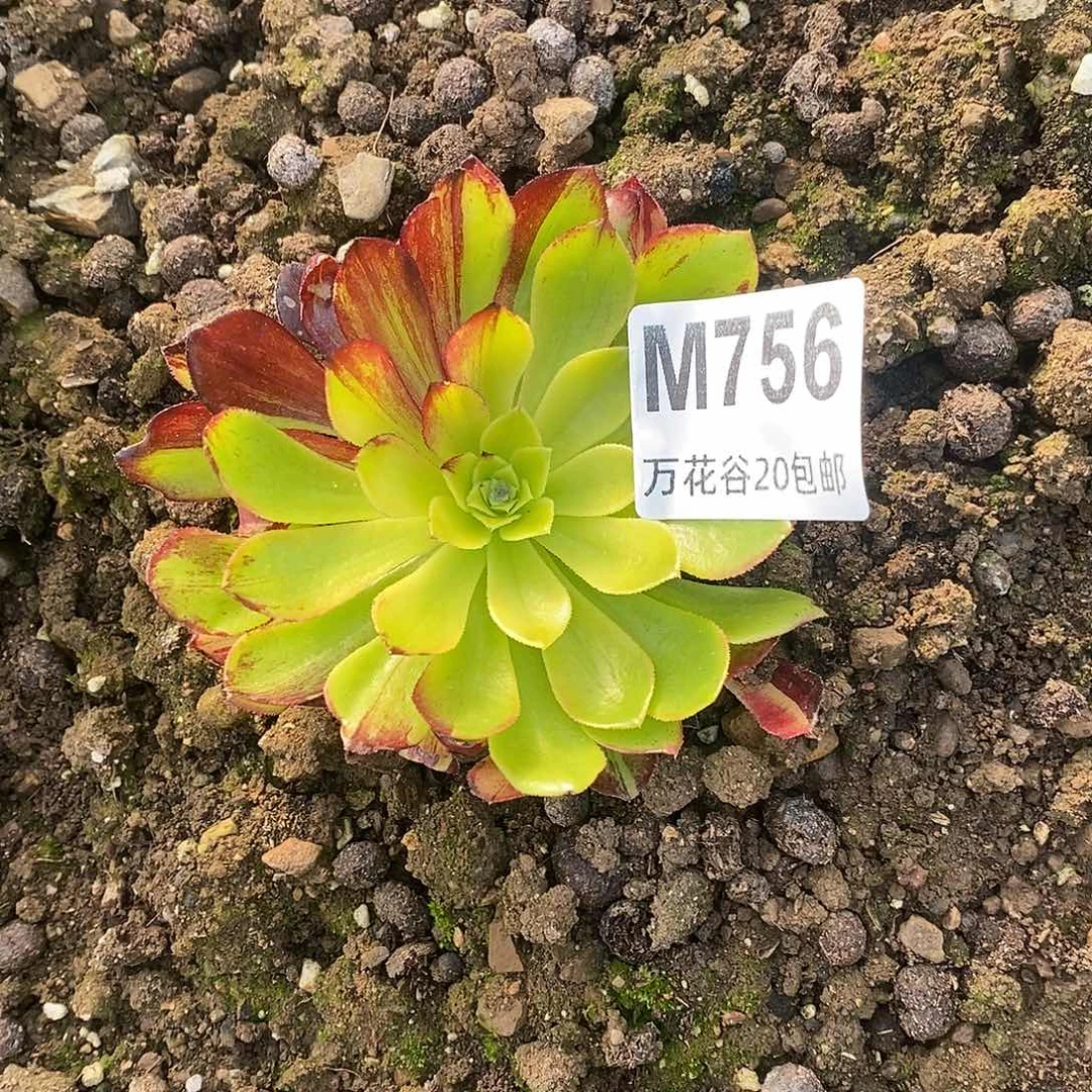 756莫兰迪多肉植物