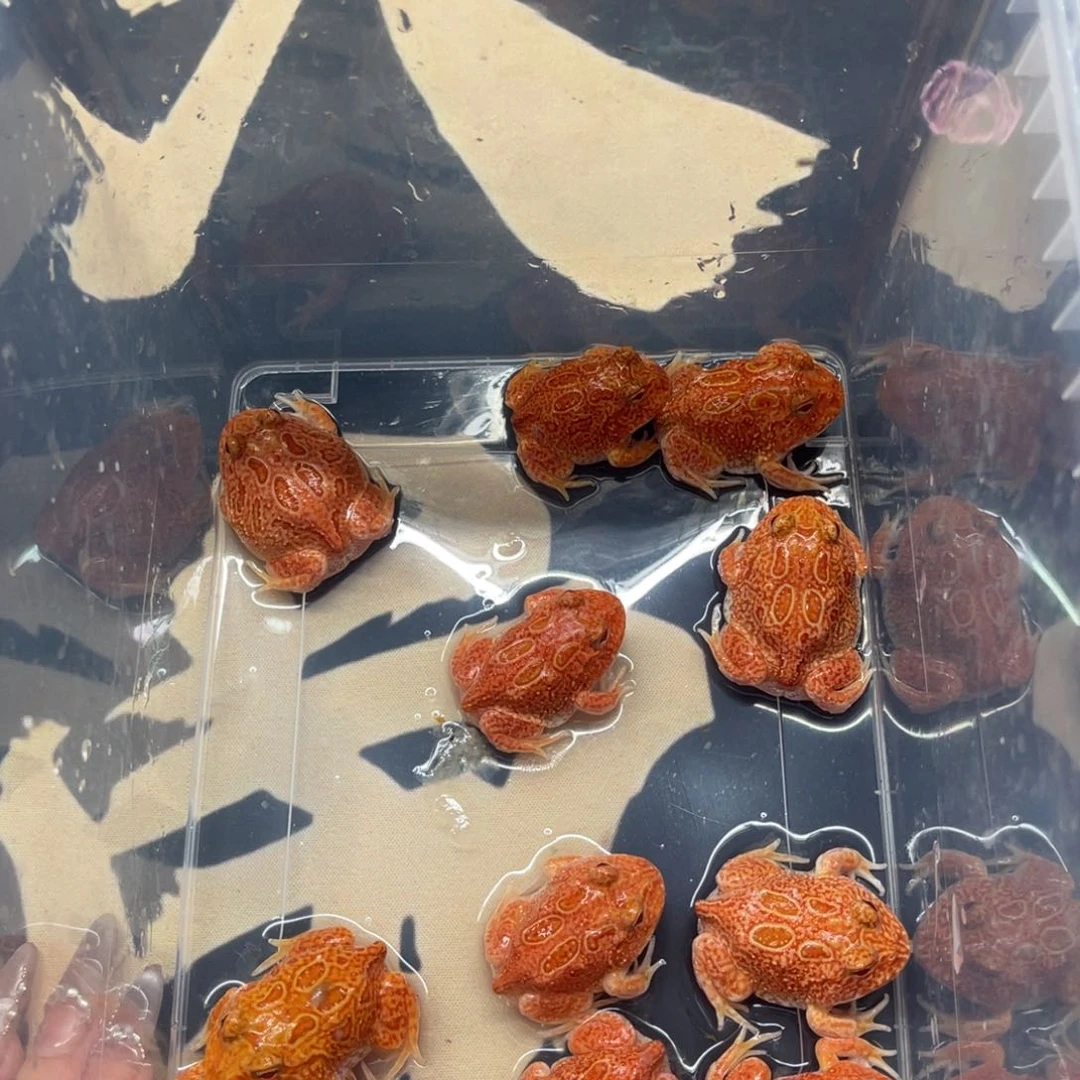 角蛙特价精品草莓一只