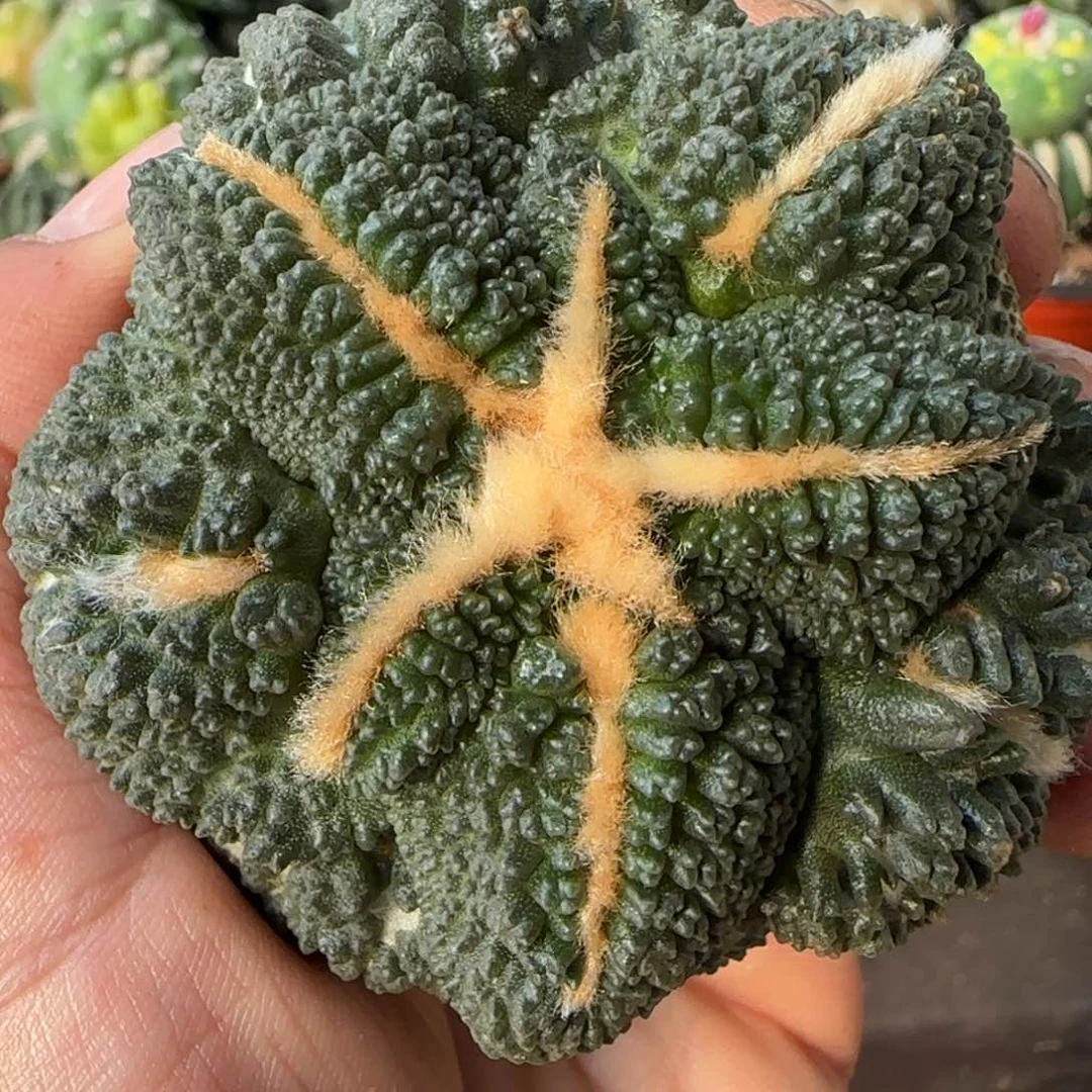 【闪购商品】包子细腻哥斯拉萝卜根481