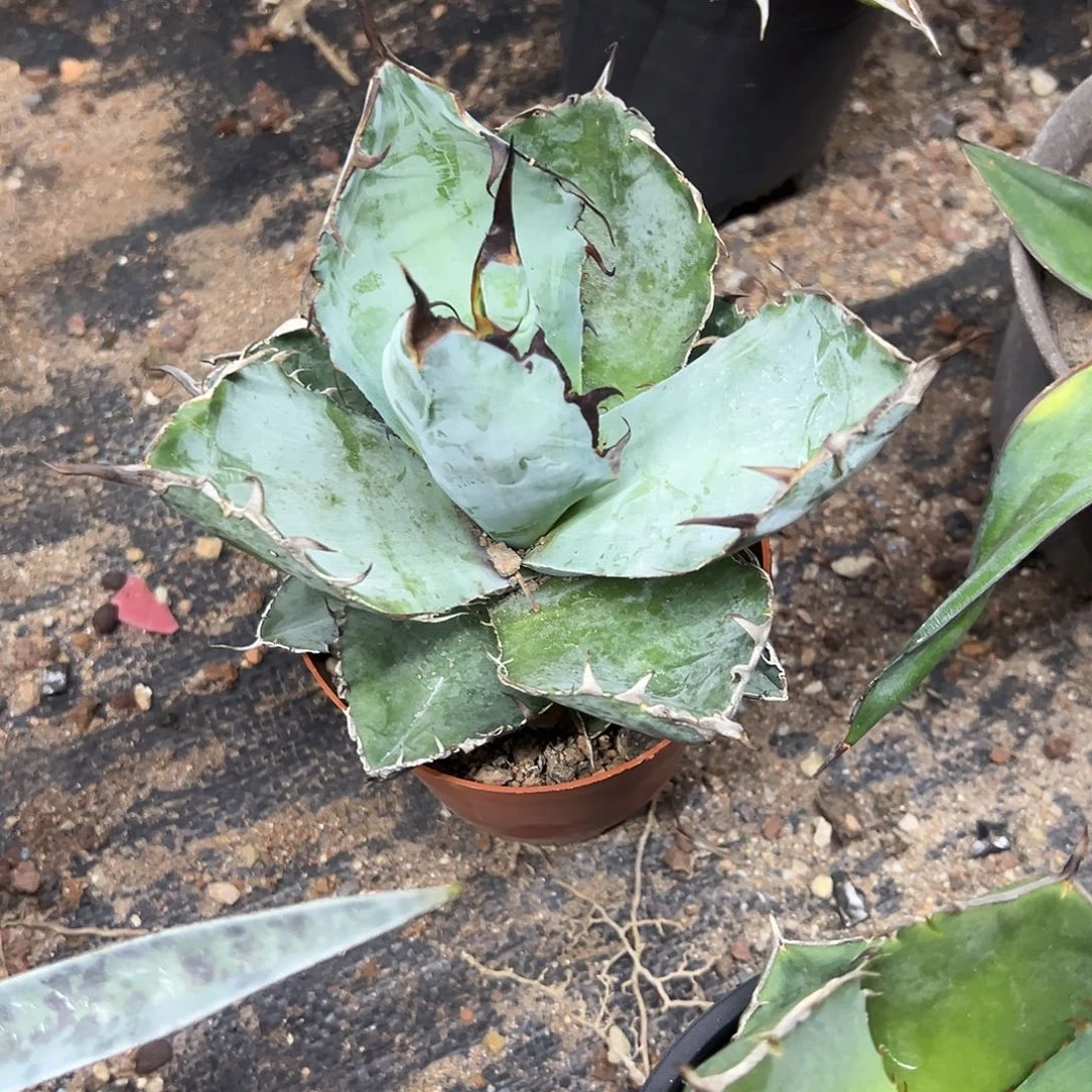 蓝鲸小徒长龙舌兰