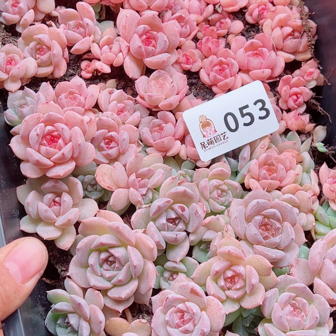 粒***粒多肉植物多肉植物