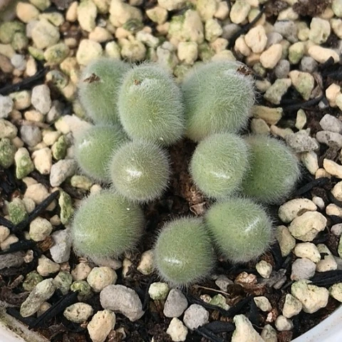 多肉肉锥 小美毛球