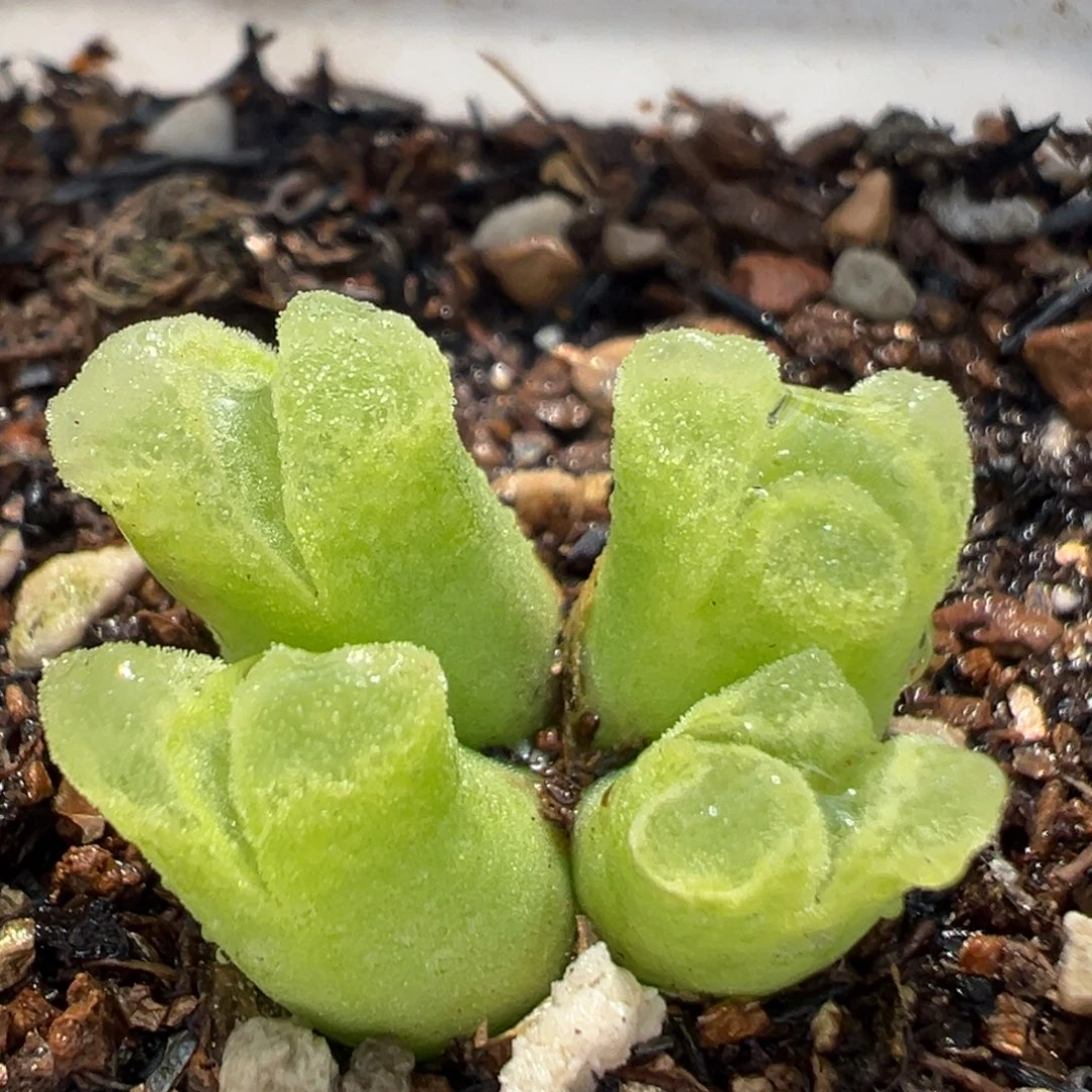 62多肉植物百科知识