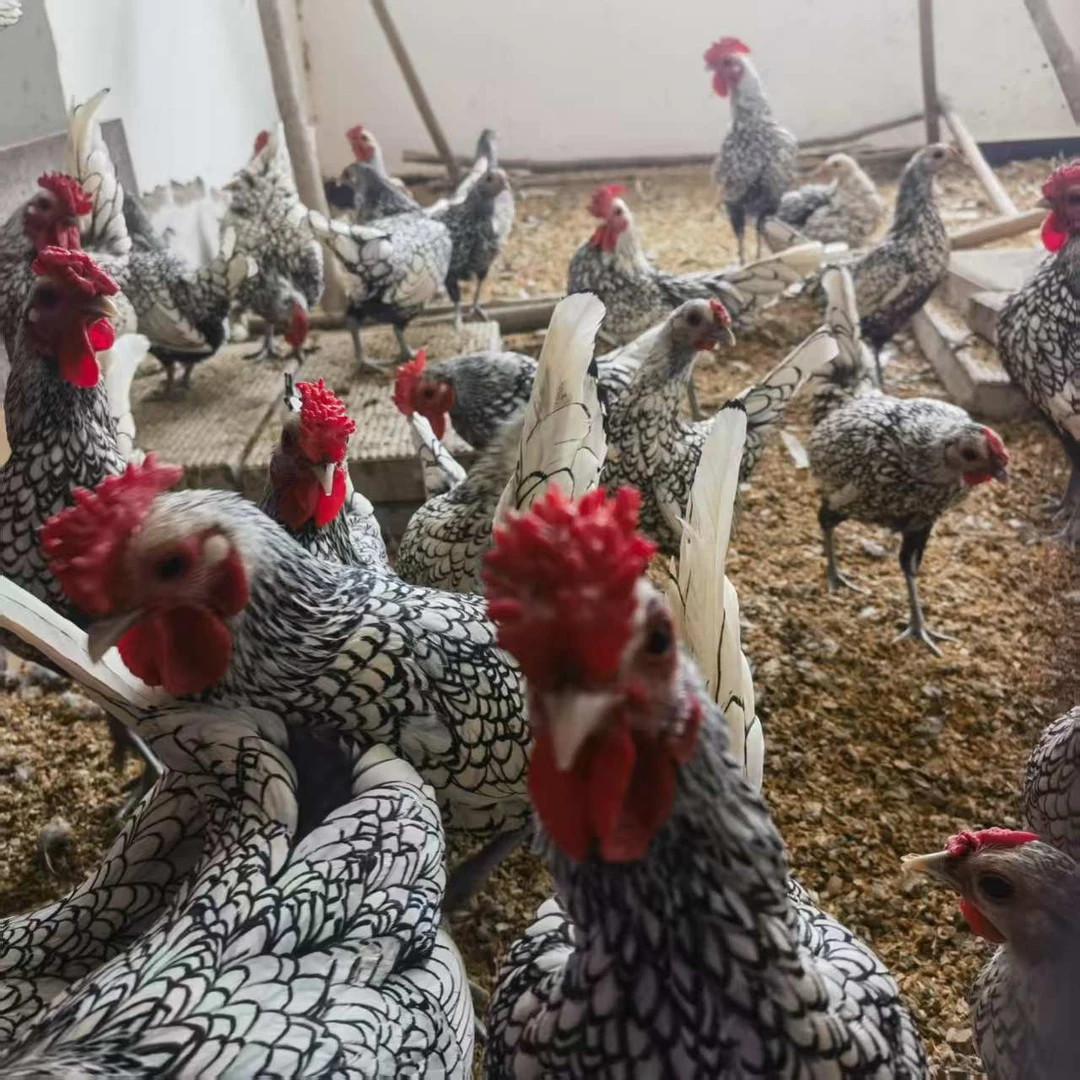 波兰鸡   宠物鸡  观赏鸡  发活体  顺丰包邮到家