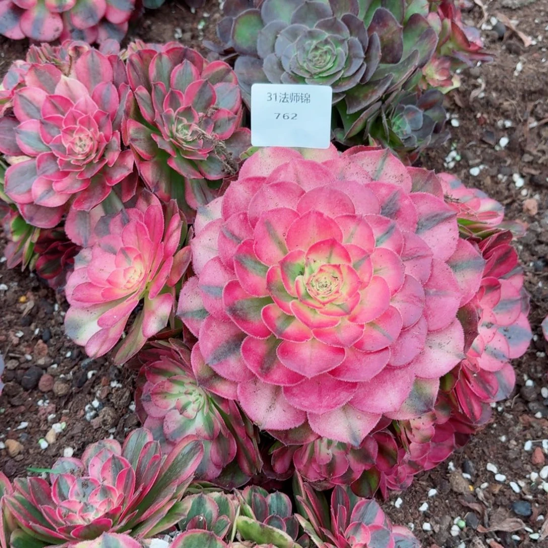 31法师锦多肉762三颗发货
