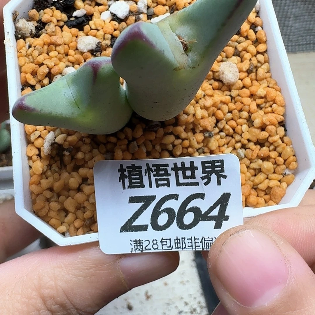 多肉植物的润泽fhhn