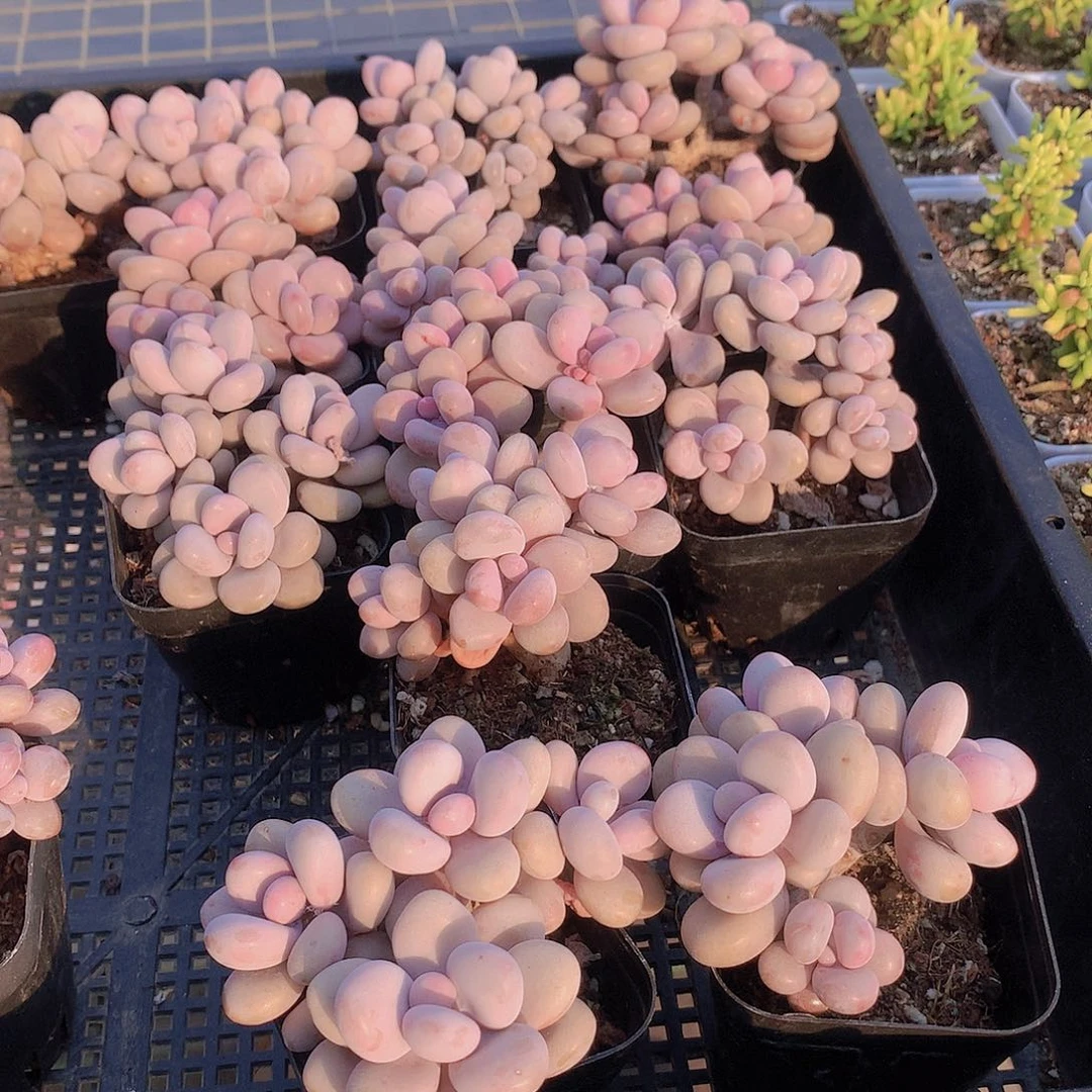 4头桃蛋24567899900000