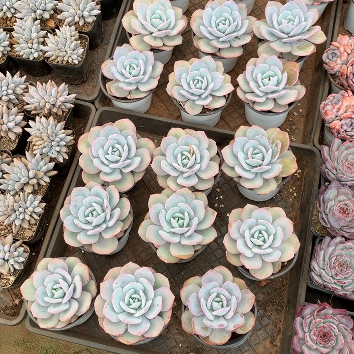 韩版奶茶8.88两单包邮