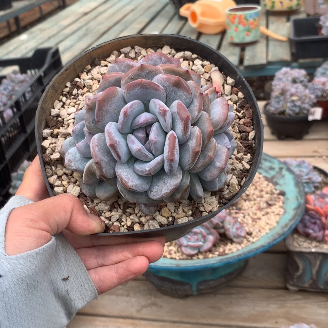 无花朵哈哈哈哈哈哈哈紫皮13