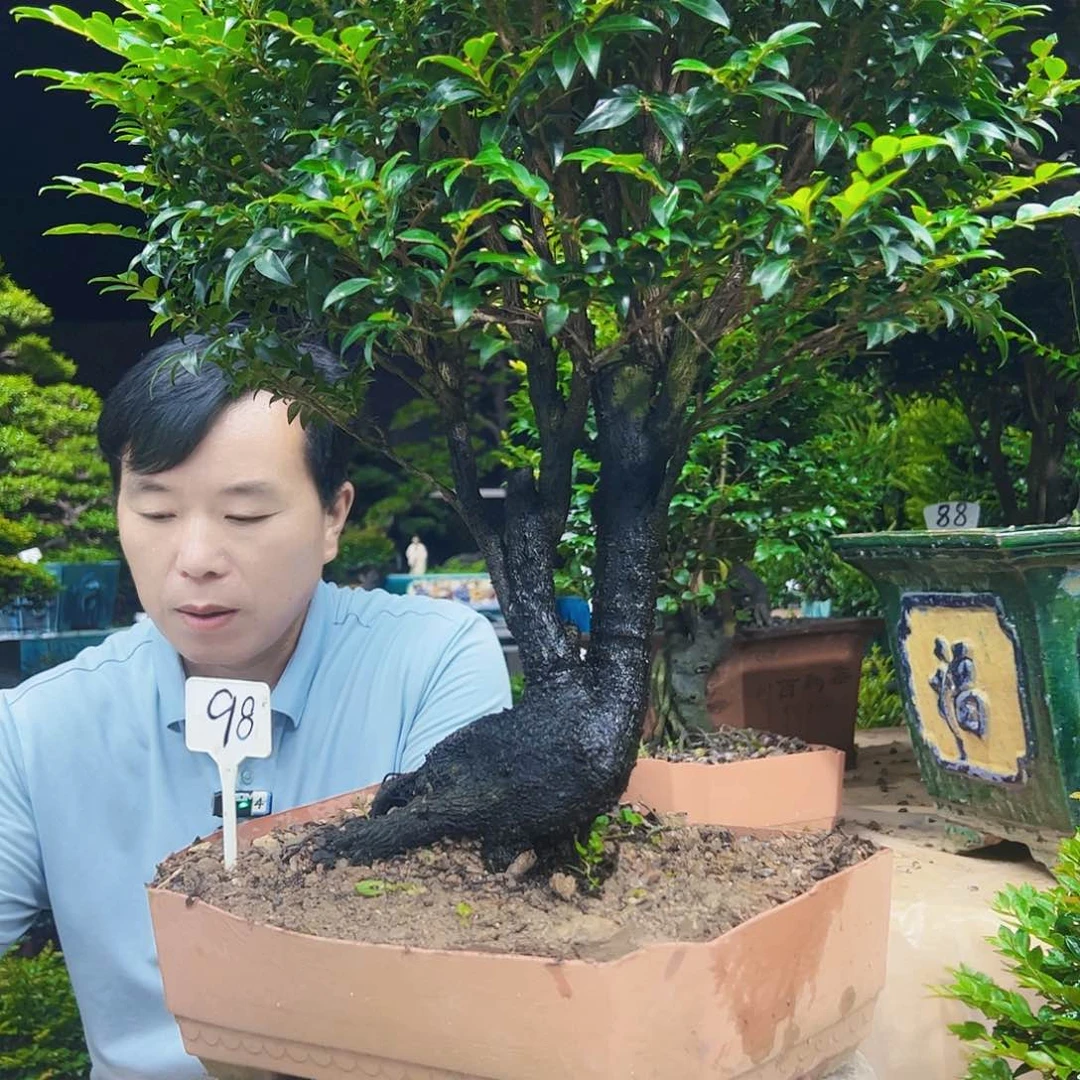 无花朵龙*22345678