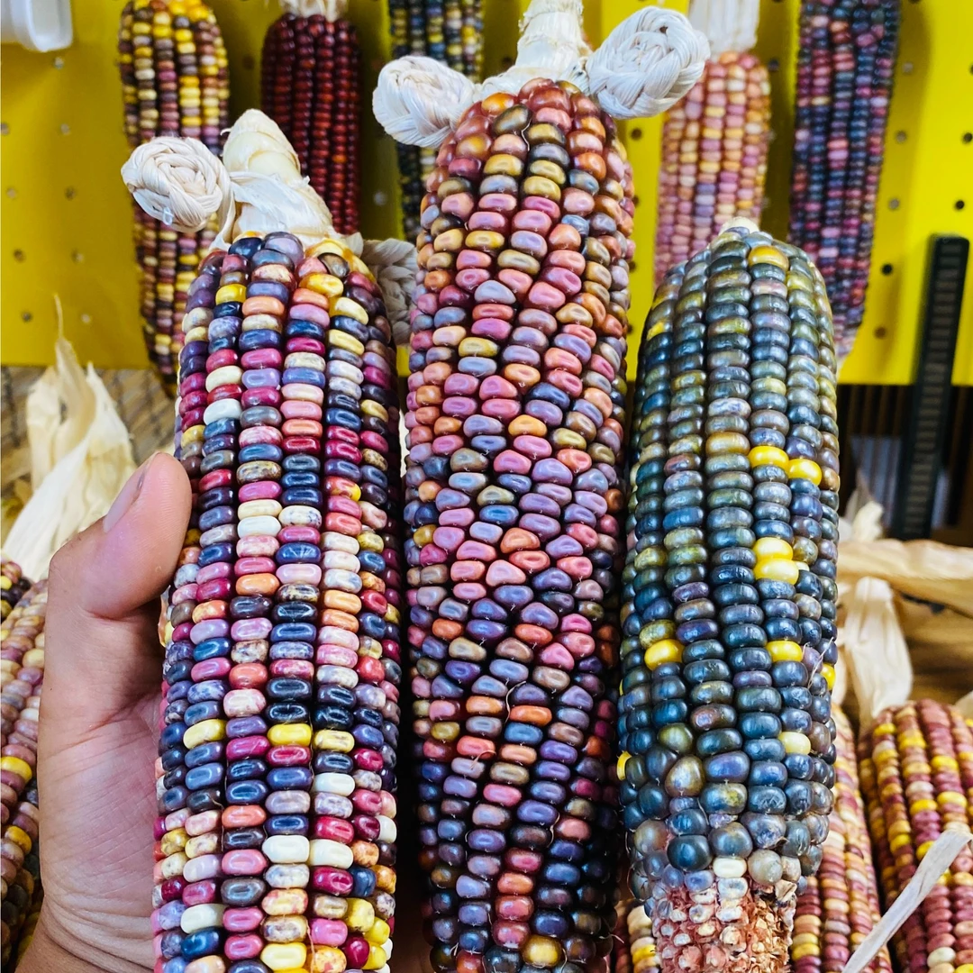 七彩玉米直播间一物一拍