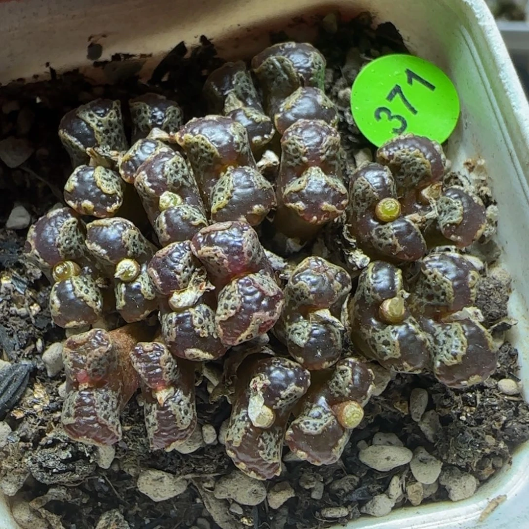20头漂亮多肉植物371