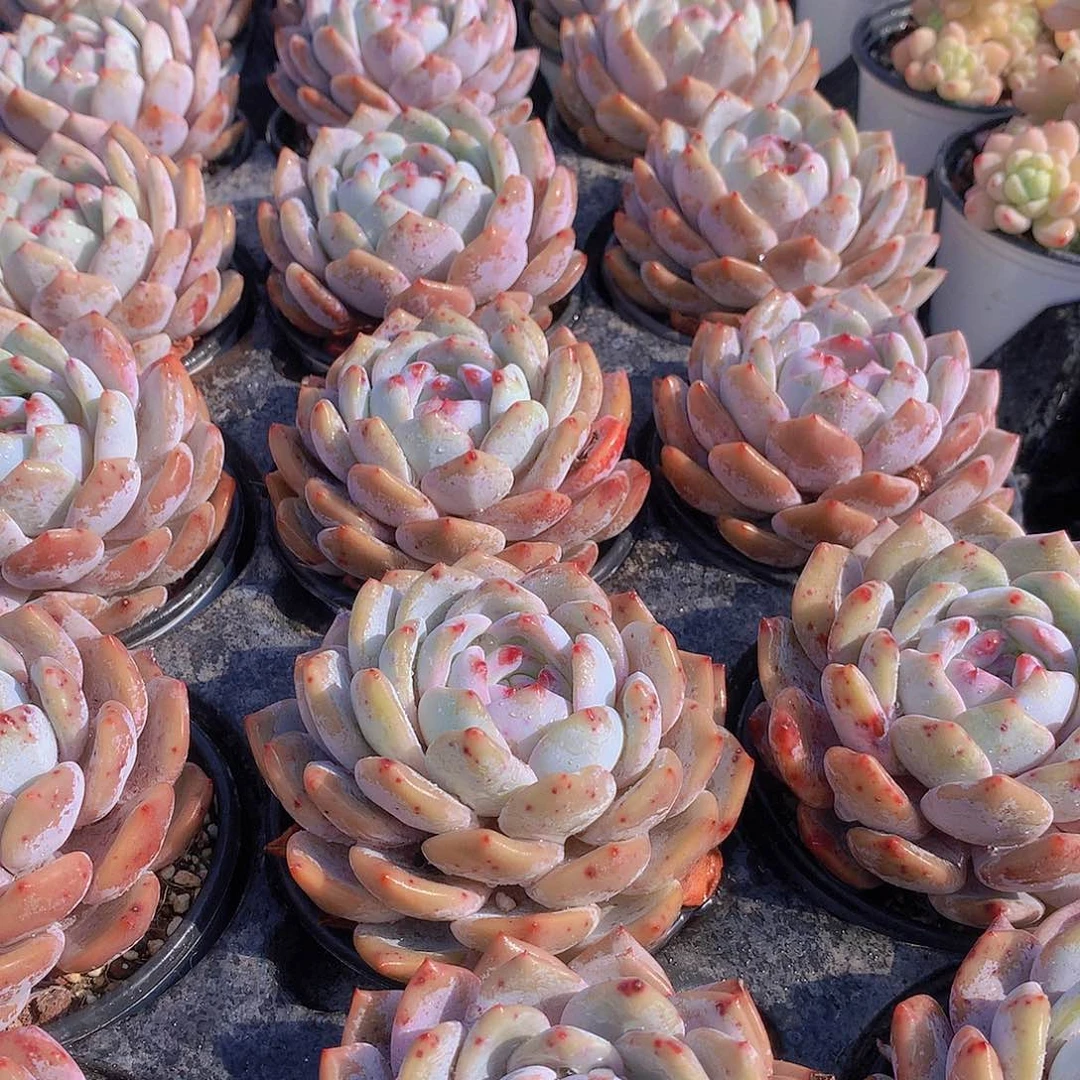 大天使橙3456789999000